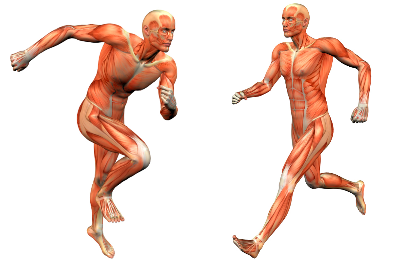 ¿Cuáles son los Músculos más Importantes para Correr? – Guía Maraton