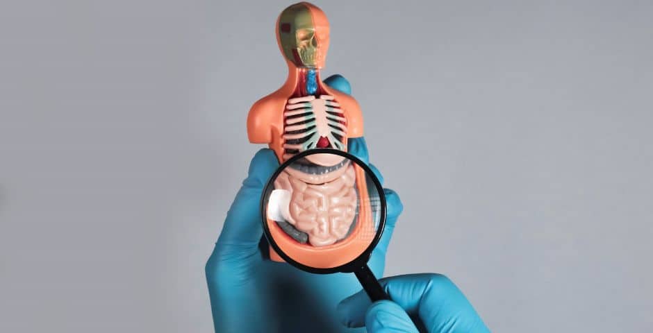 microbiota