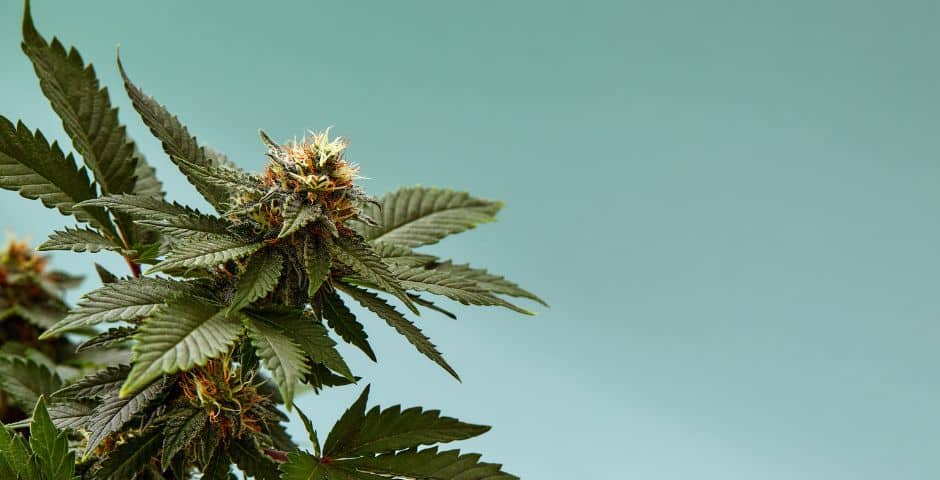 cbd